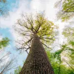 Forêt de Tronçais