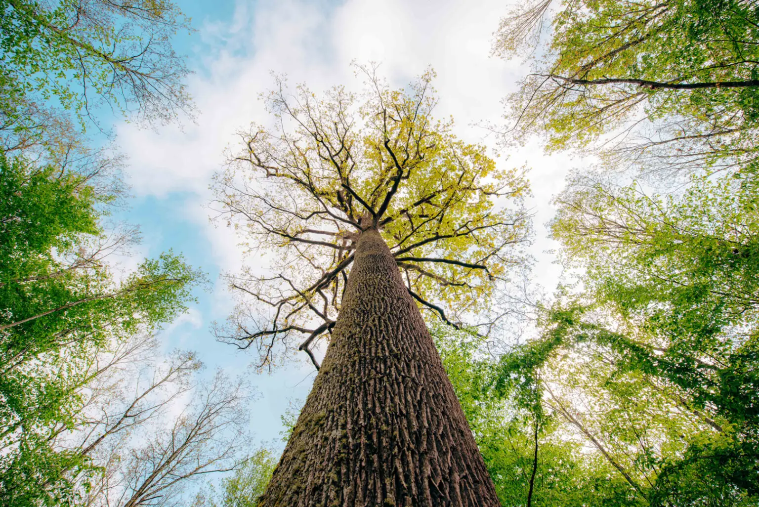 Forêt de Tronçais